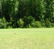 Panther Creek Golf Club, Jacksonville, Florida, was designed by Andy Dye.