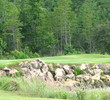 Boulder at the eighth green at Panther Creek Golf Club, Jacksonville, Florida.