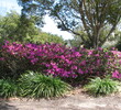 Cimarrone Golf Club in Jacksonville, Florida, has attractive landscaping. 