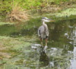 As with most Florida golf courses, water birds provide a pleasant diversion along the way at Windsor Parke G.C. in Jacksonville.