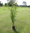 Dozens of trees have been planted around the Deerfield Lakes Golf Club course, and the saplings are already in the way.
