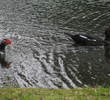 A pair of Muscovy ducks ply the water at the Country Club of Orange Park.